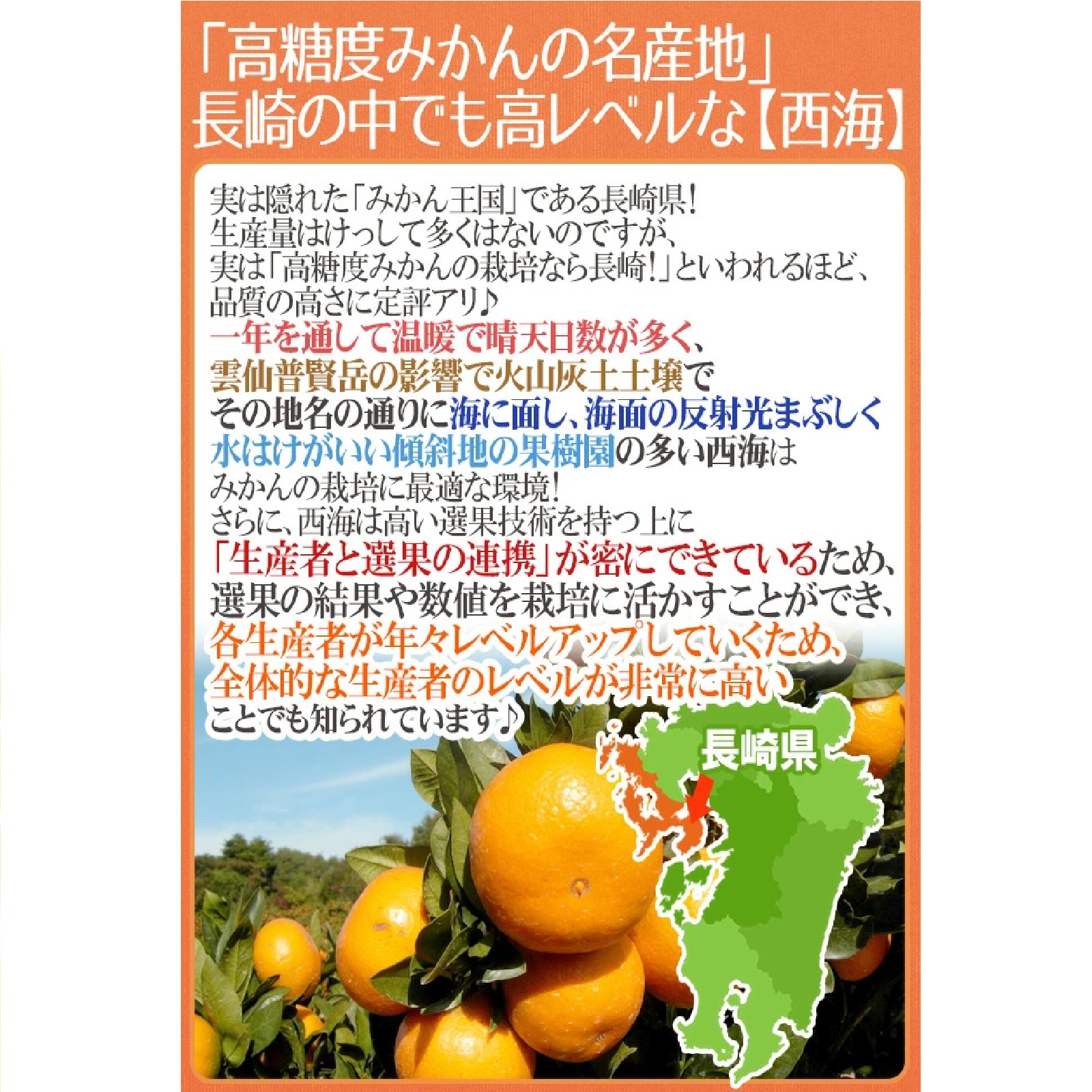 長崎 西海 ”味まるみかん” 秀品 中玉Mサイズ 約3kg