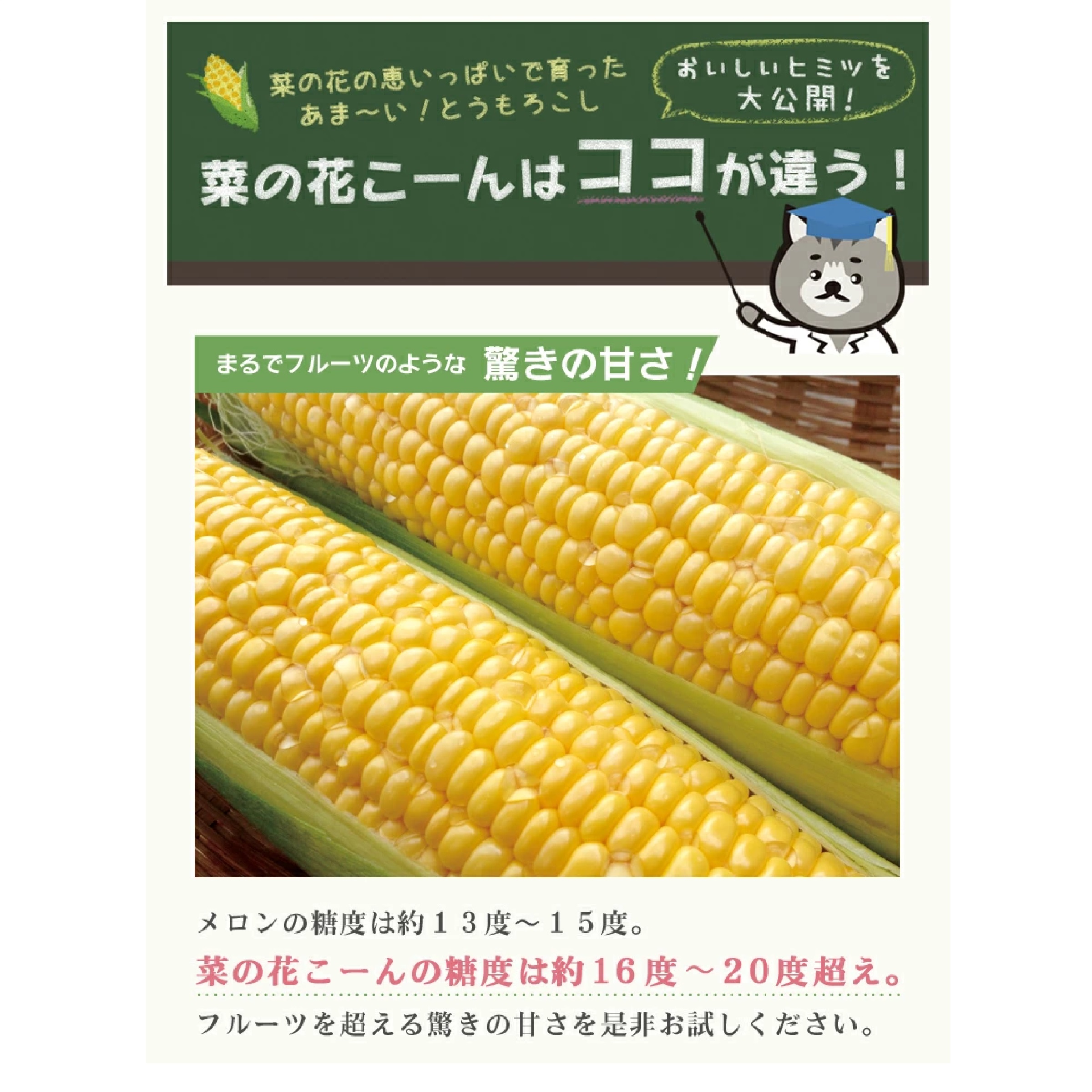 極甘品種おおもの 生で食べられる 菜の花こーん 2Lサイズ5本　※8月以降出荷