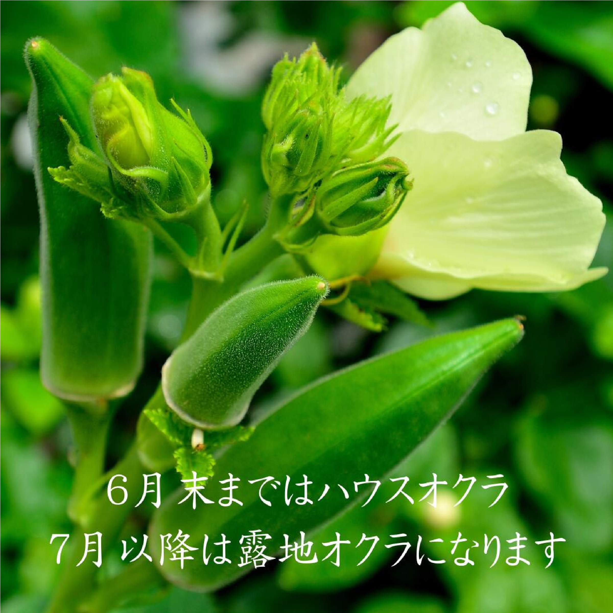 熊本県八代産　生産者直送　朝採おくら　５０本