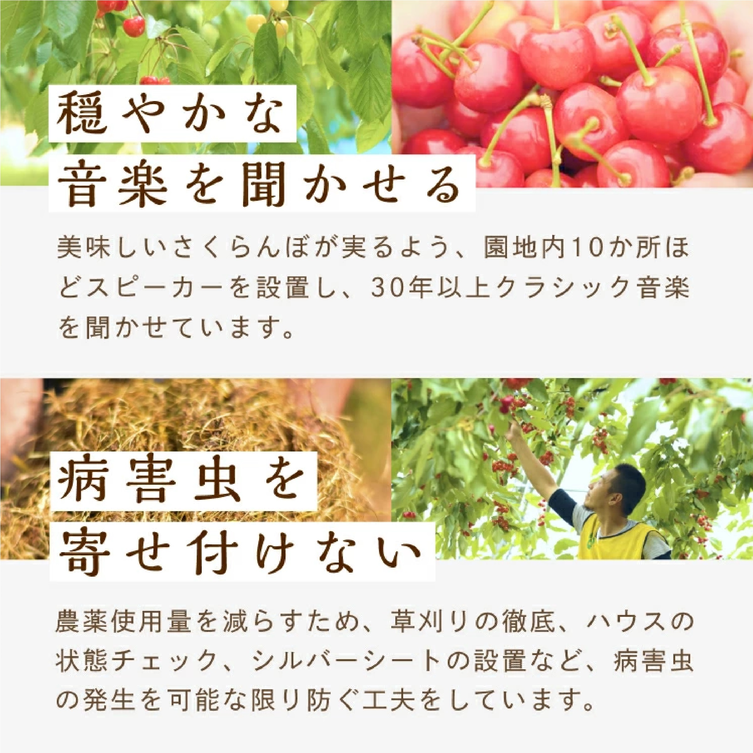 国産冷凍さくらんぼ約1kg(500g×2パック)