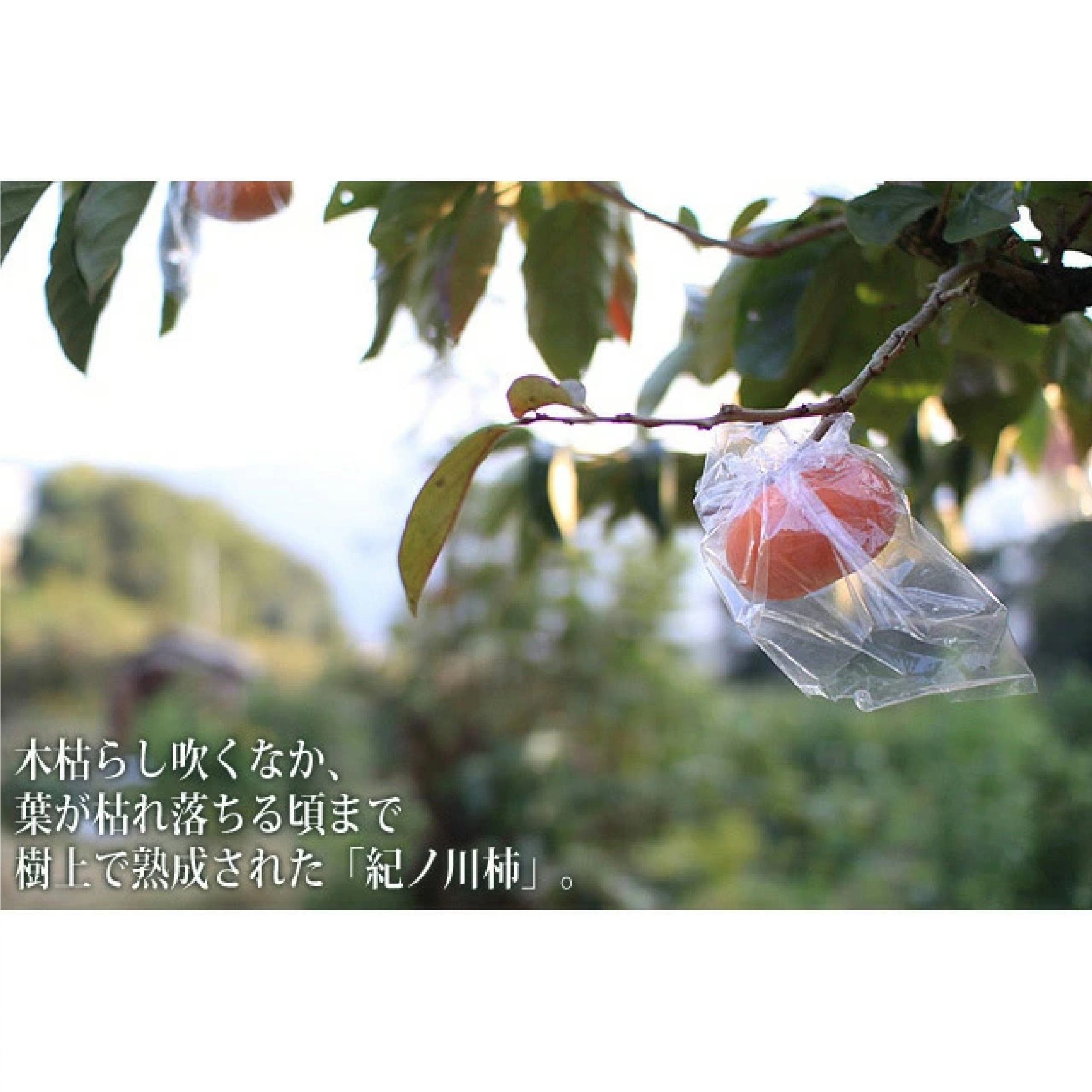 観音山フルーツガーデン 紀の川柿 黒あま蜜柿 訳ありご家庭用 2kg  ※10月以降発送