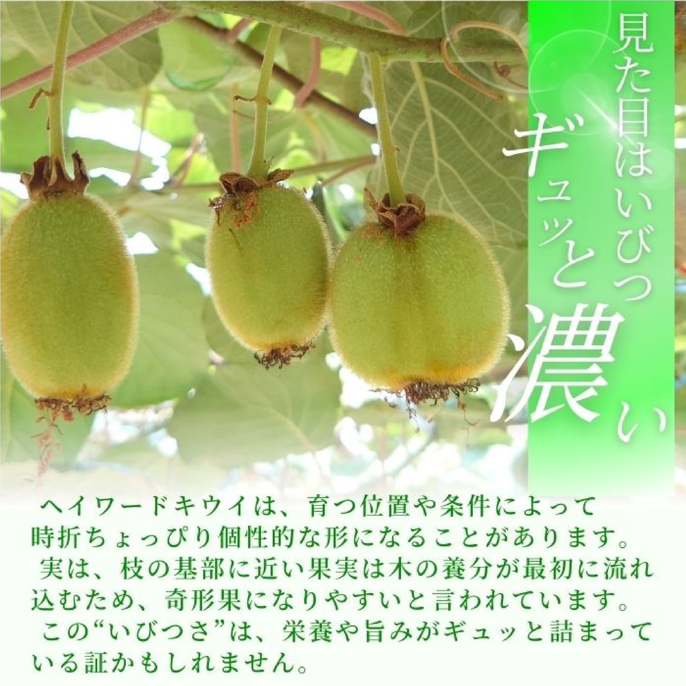 キウイフルーツ 家庭用B品 2.5kg ※11月中旬以降発送