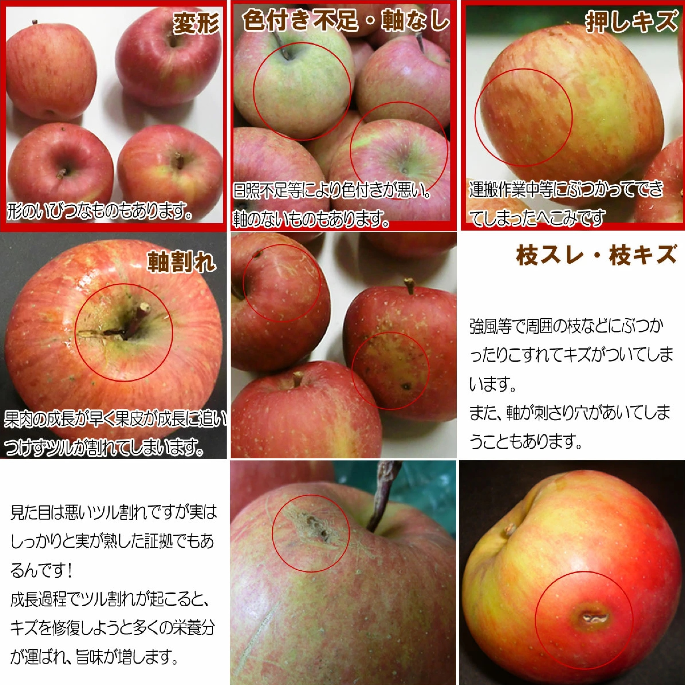 山形県産 訳あり サンふじ約4ｋｇ ※12月下旬以降発送