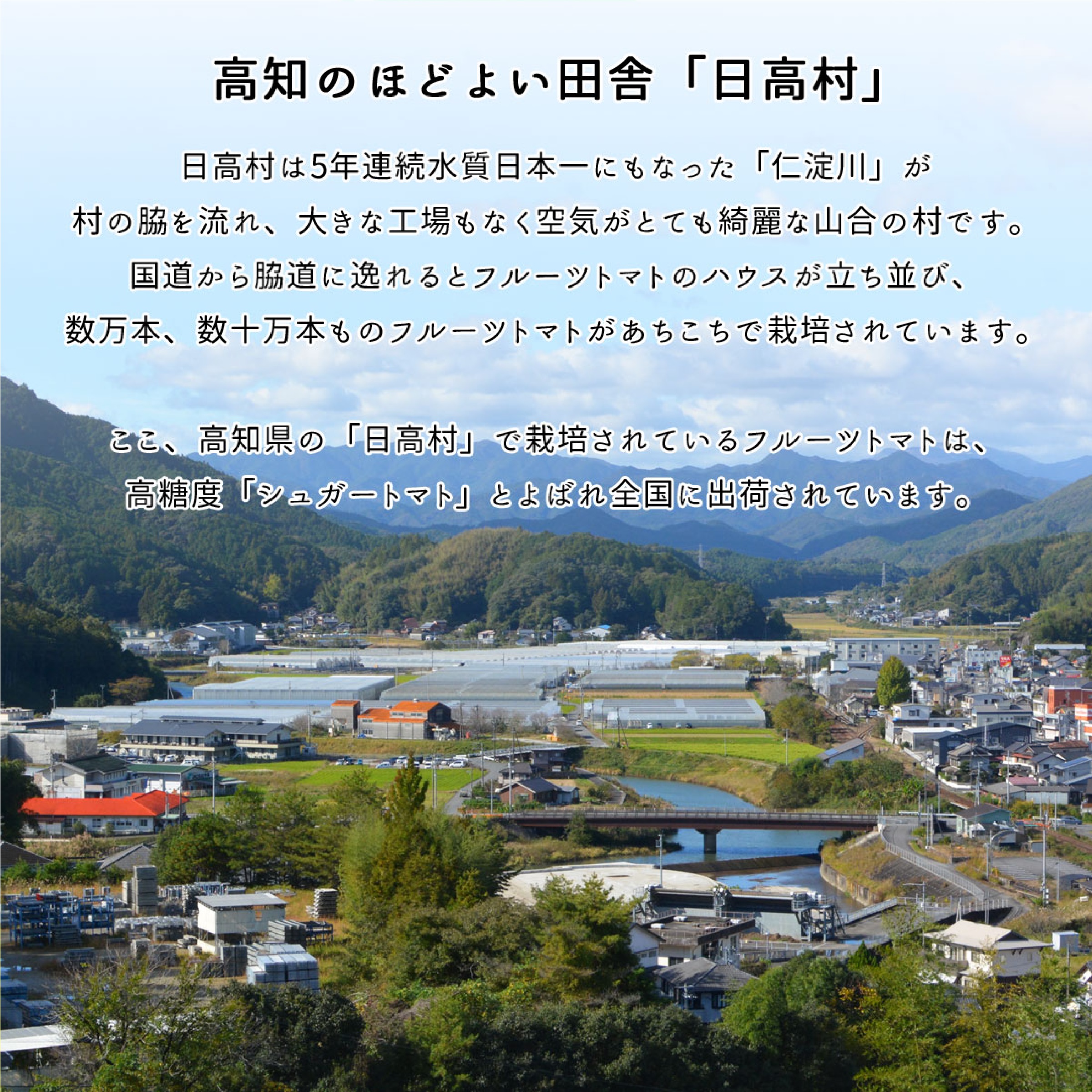 日高村 フルーツトマト 約1kg ※12月以降発送