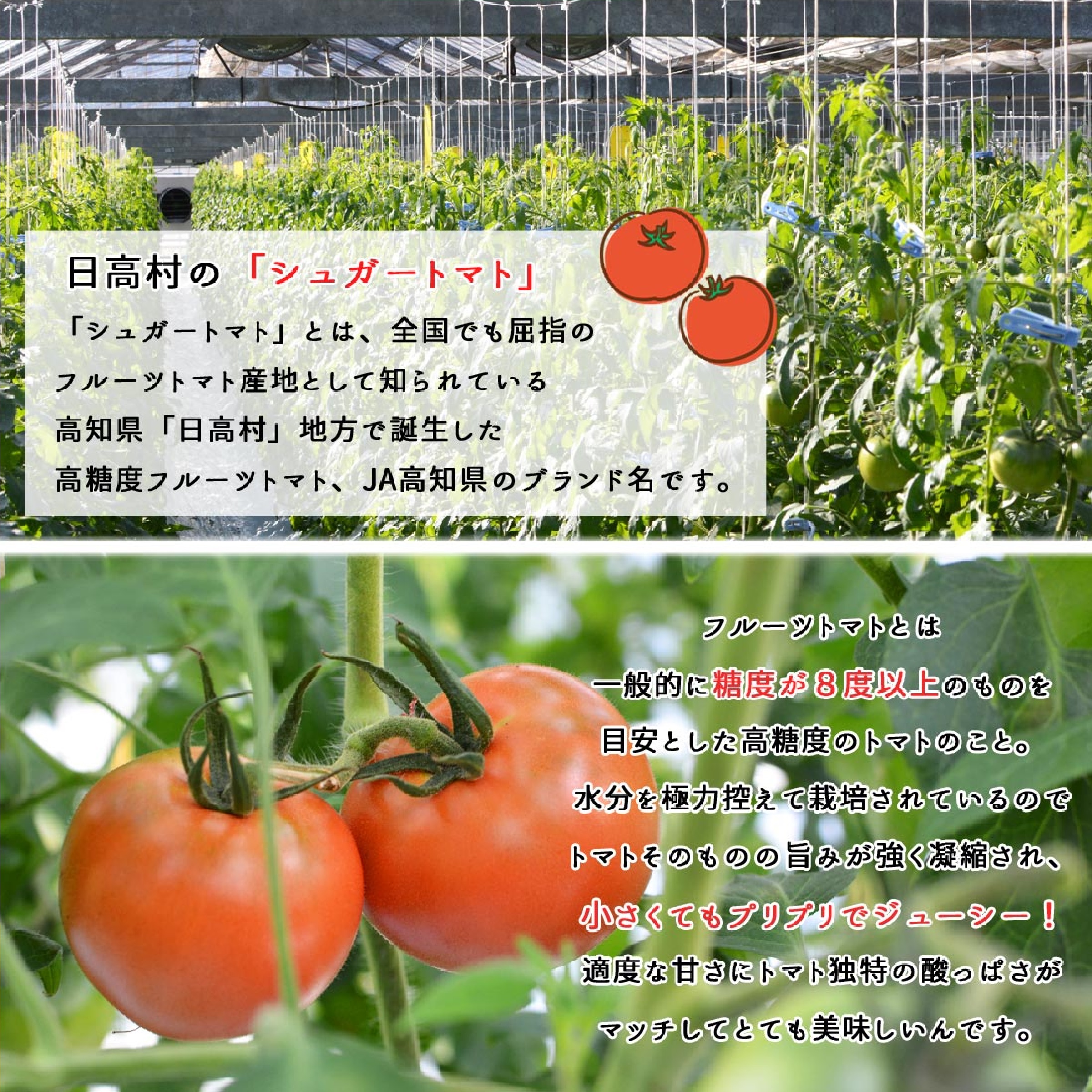 日高村 フルーツトマト 約1kg ※12月以降発送
