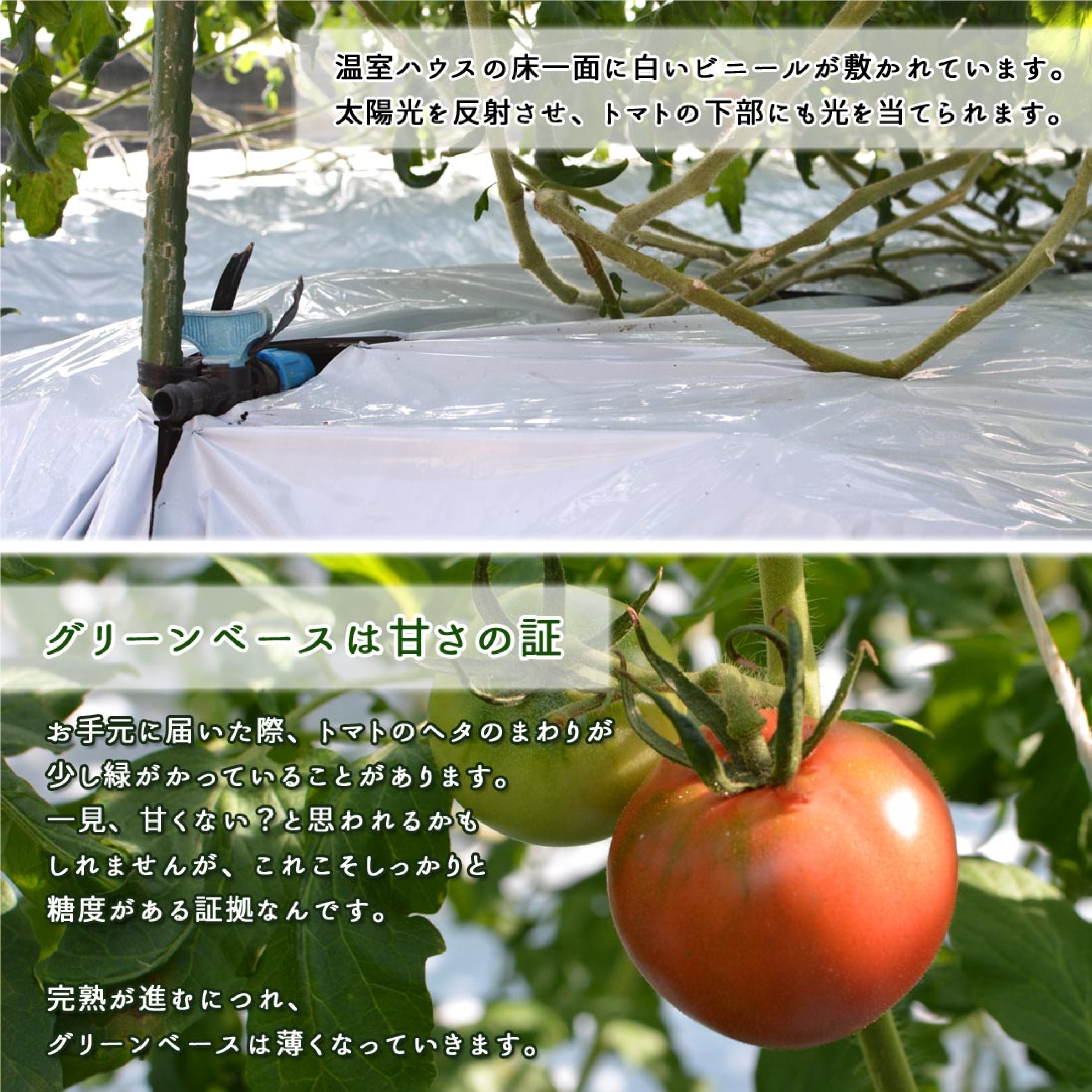 日高村 フルーツトマト 約1kg ※12月以降発送