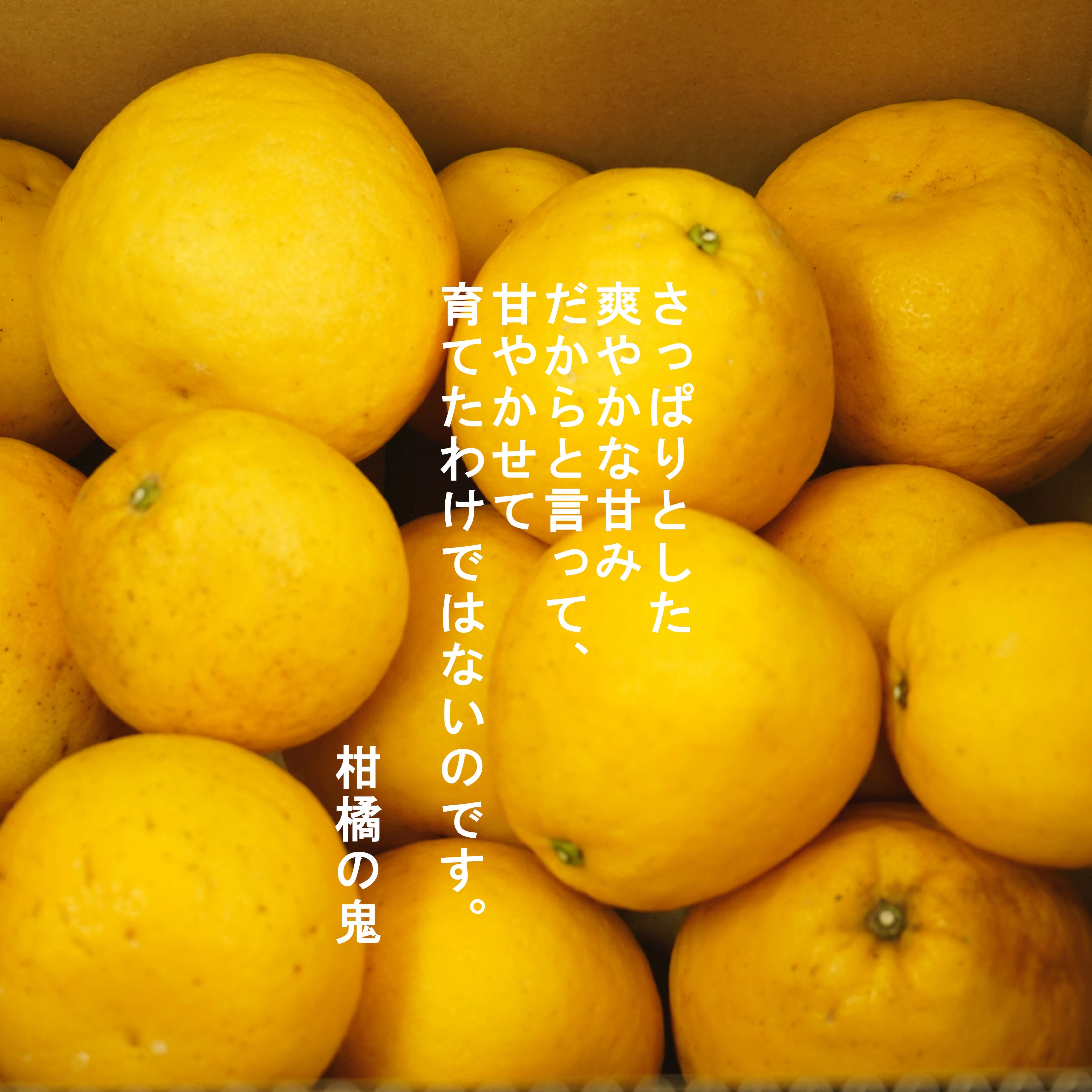 愛媛県産 河内晩柑 5kg ※2026年3月以降発送