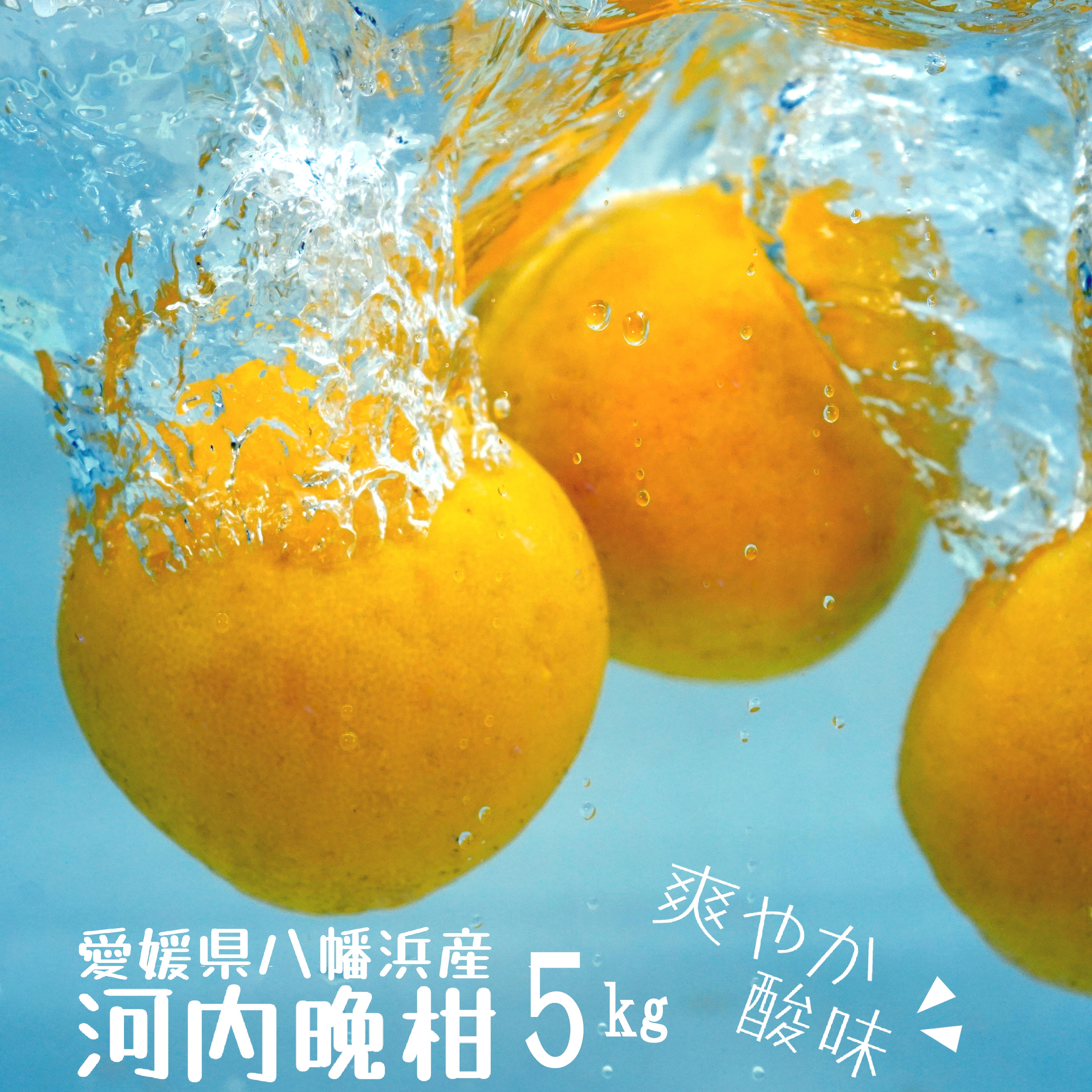 愛媛県産 河内晩柑 5kg ※2026年3月以降発送