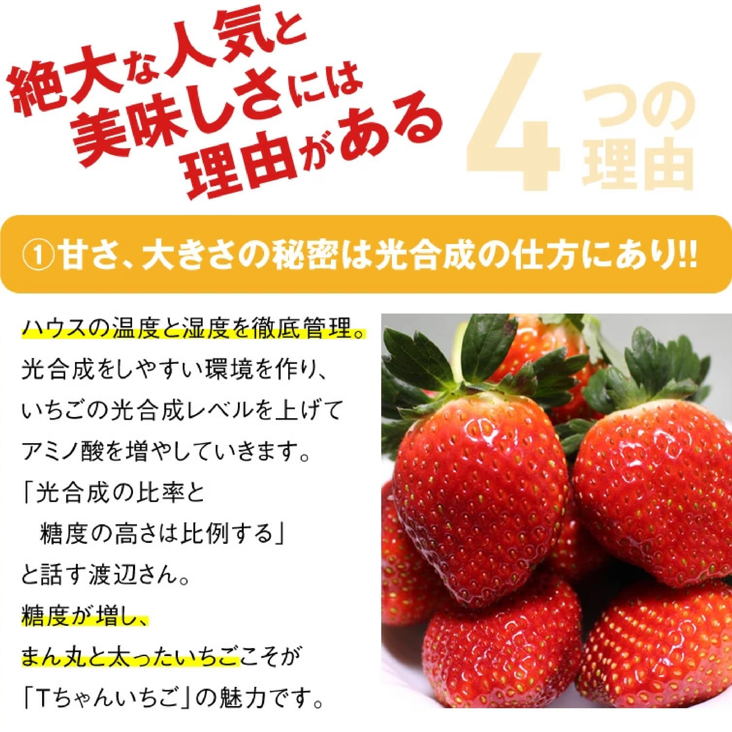 栃木県産 とちあいか ぎっしり詰め500g x 1箱