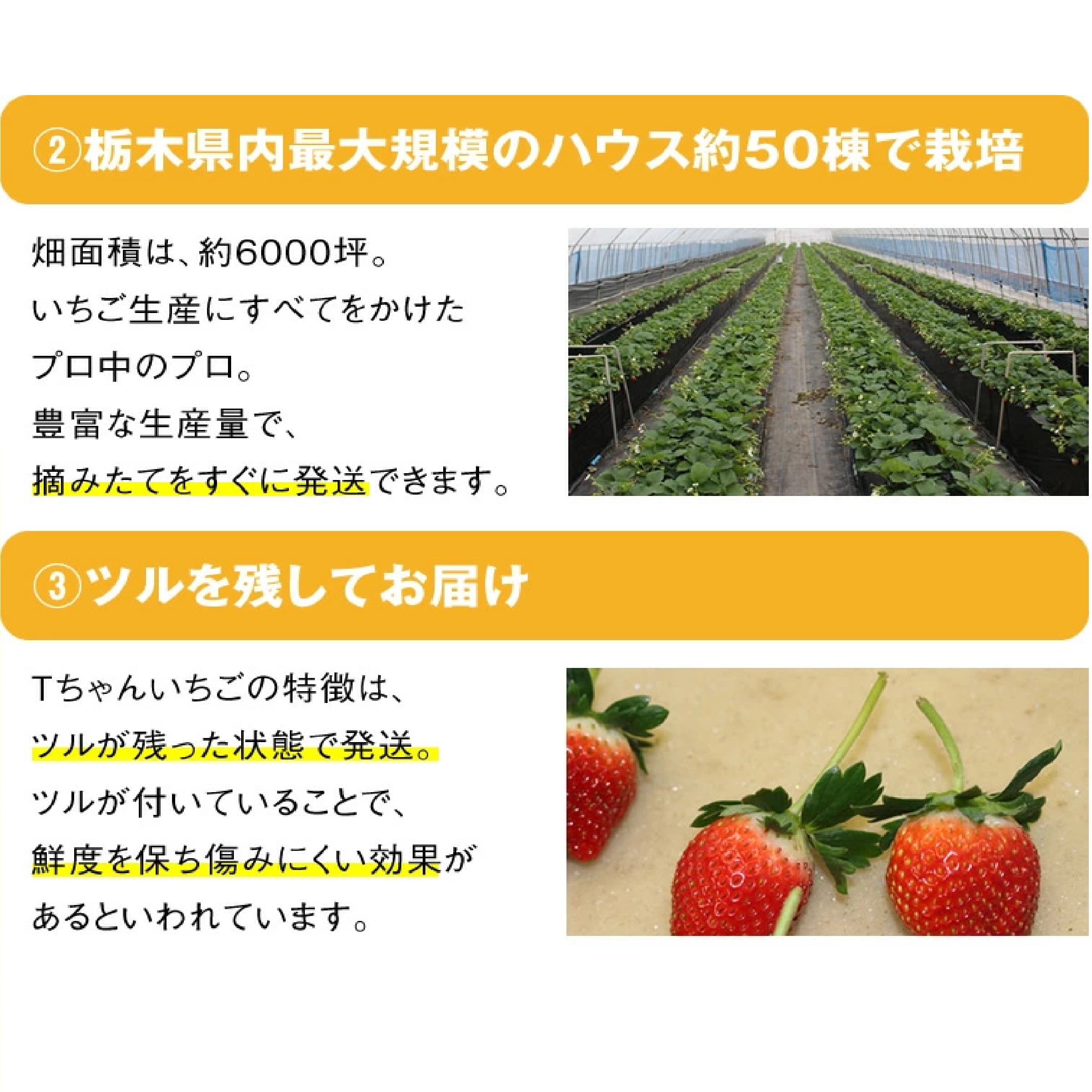 栃木県産 とちあいか ぎっしり詰め500g x 1箱