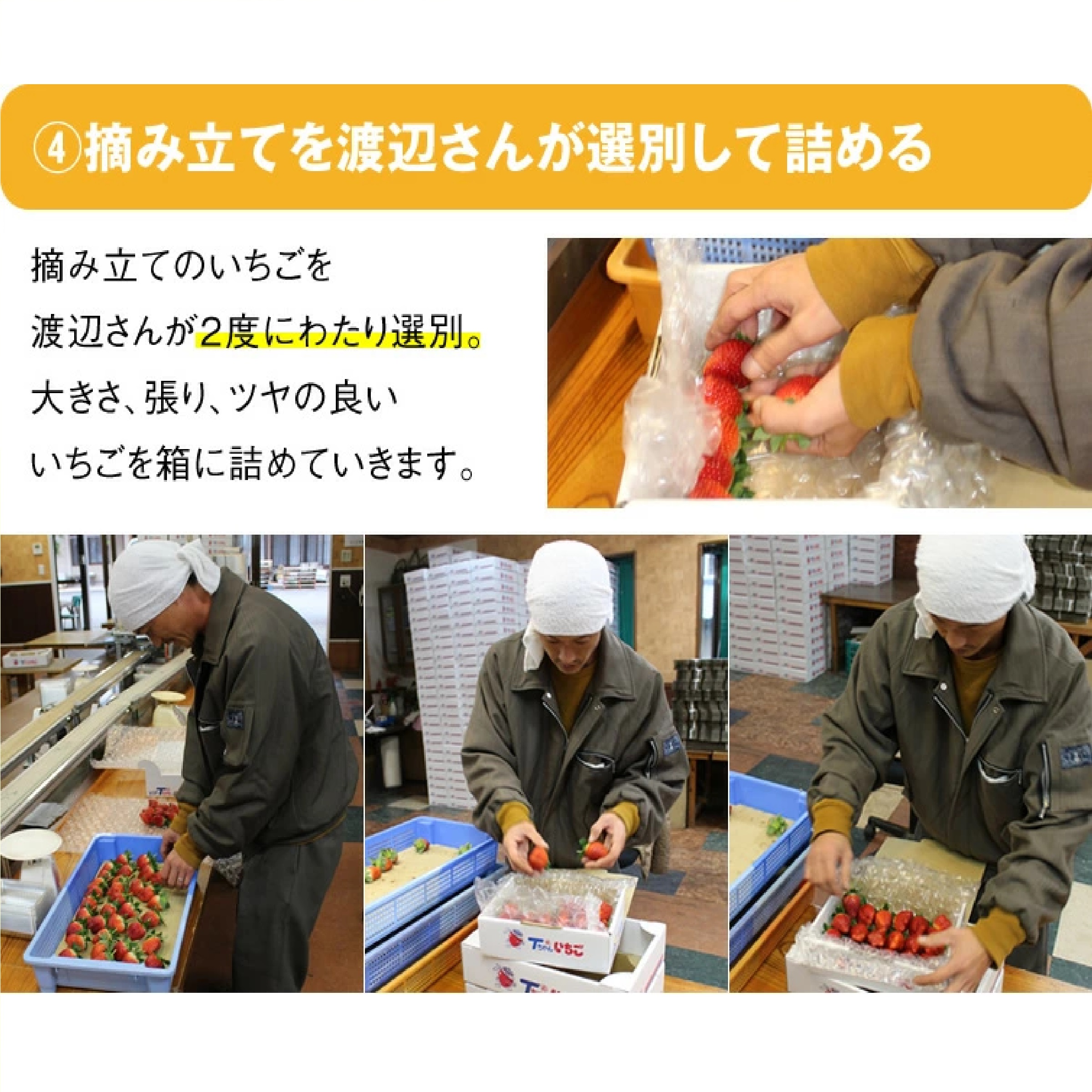 栃木県産 とちあいか ぎっしり詰め500g x 1箱