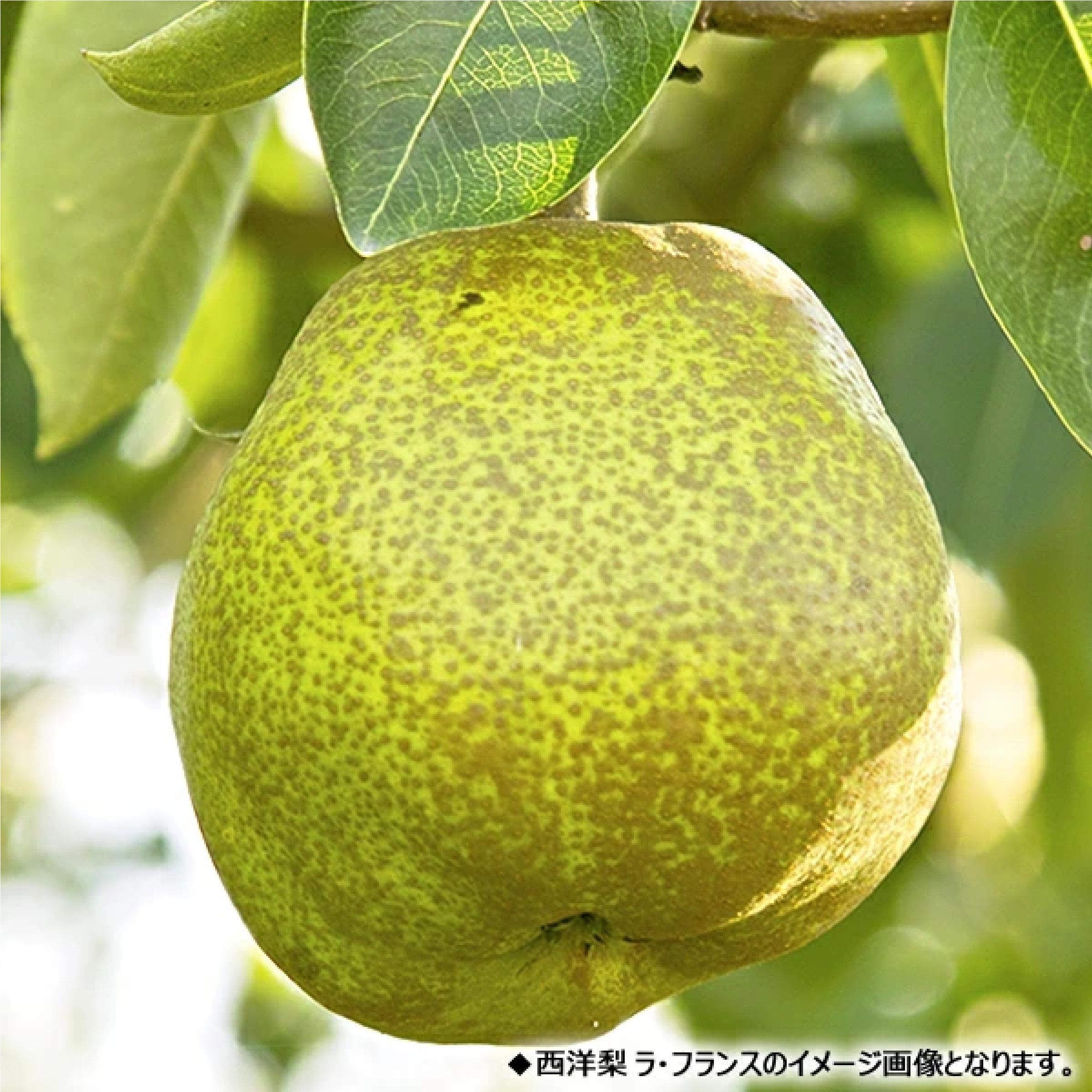 山形県産 西洋梨 シルバーベル 2kg