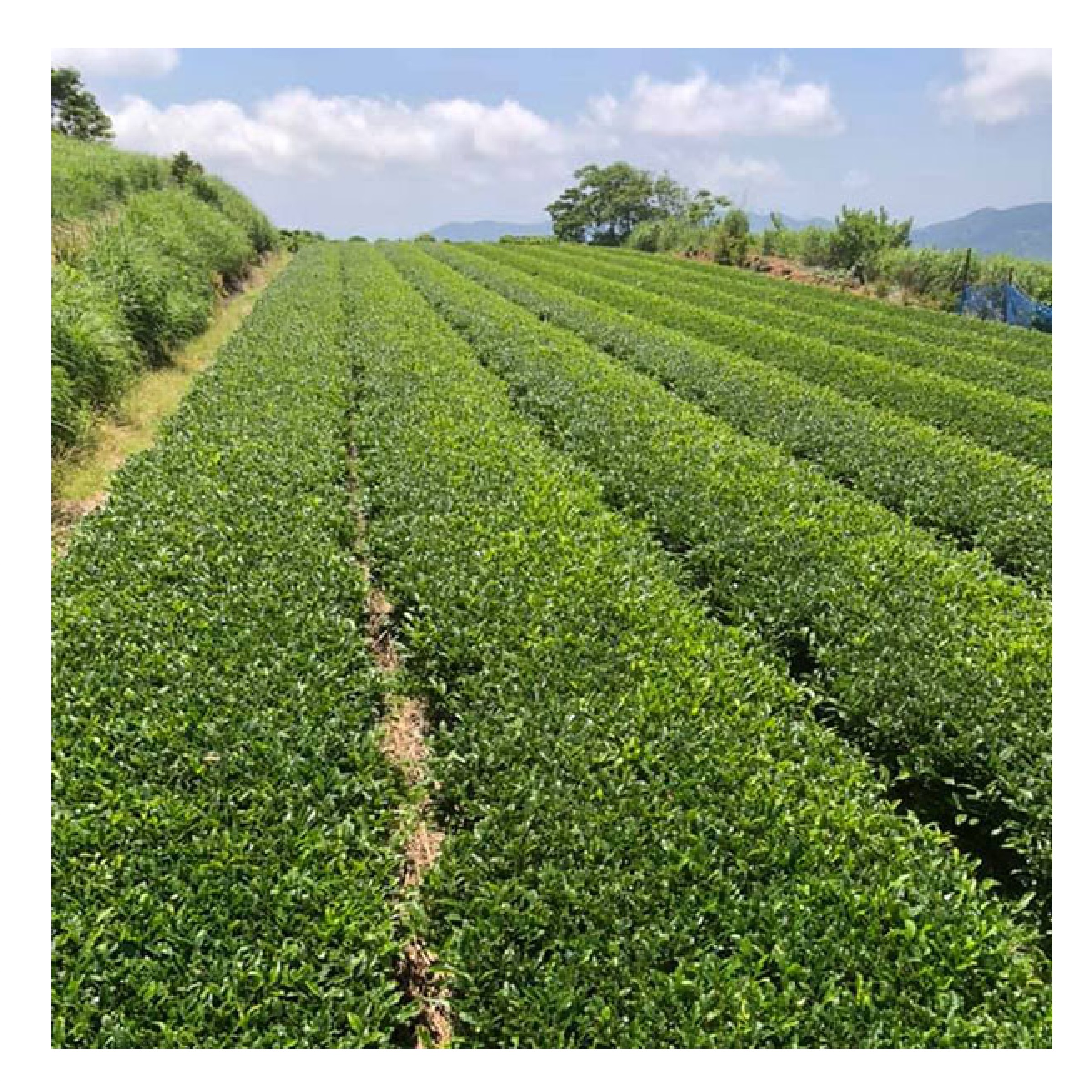 宝緑園 有機栽培 さざのお茶 芽吹き茶３本詰め