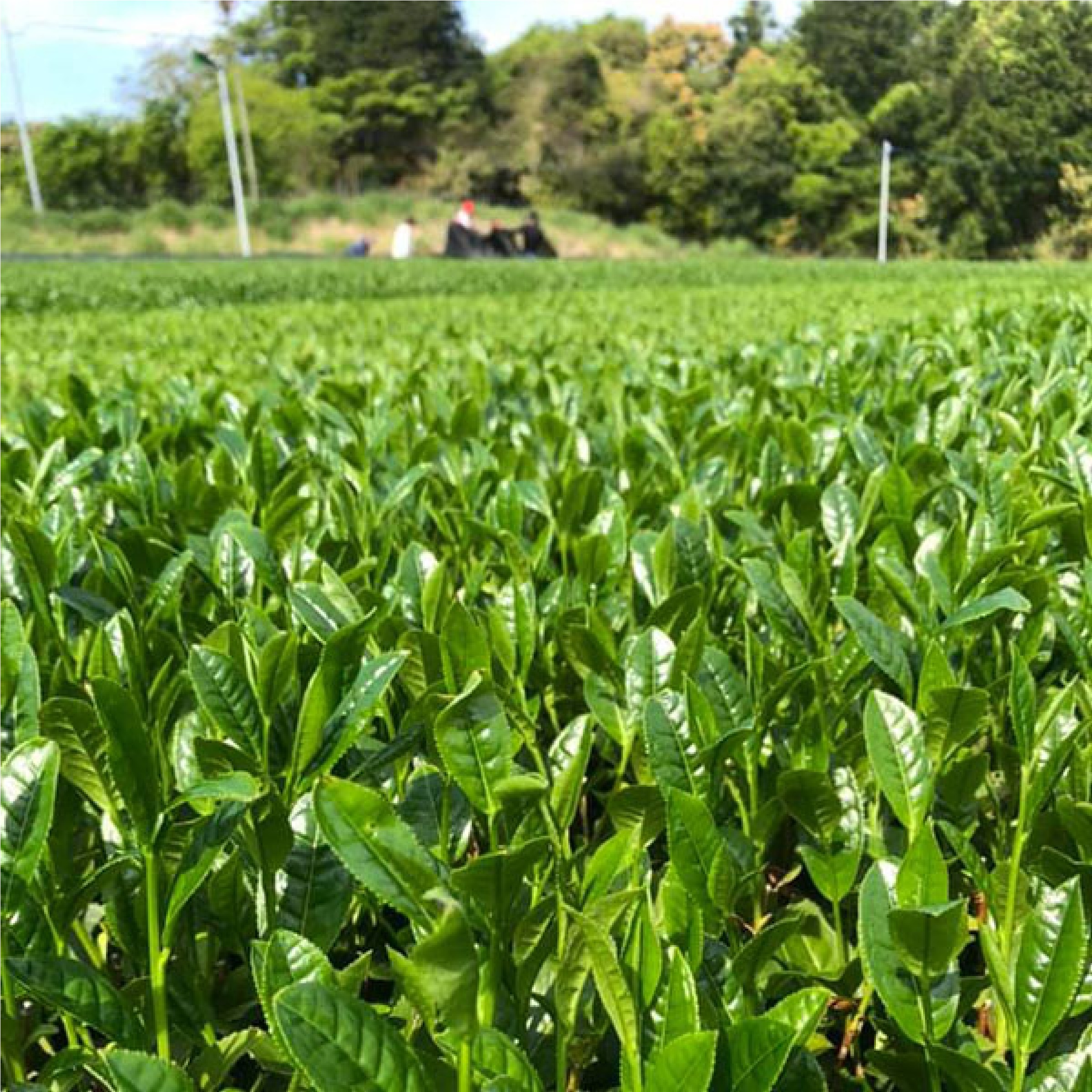 宝緑園 有機栽培 さざのお茶 芽吹き茶３本詰め