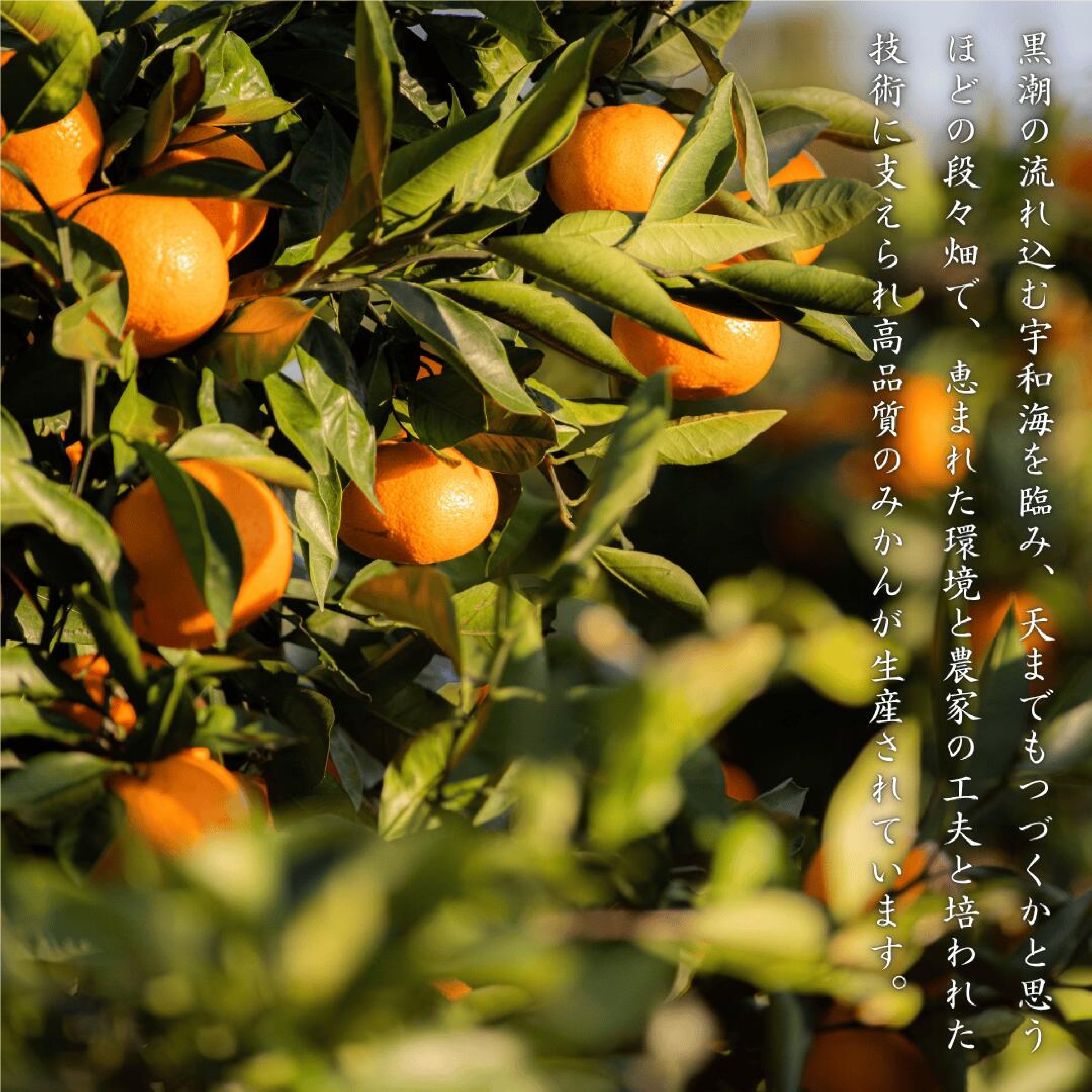 愛媛西宇和産 せとか 3kg　※2月中旬以降発送