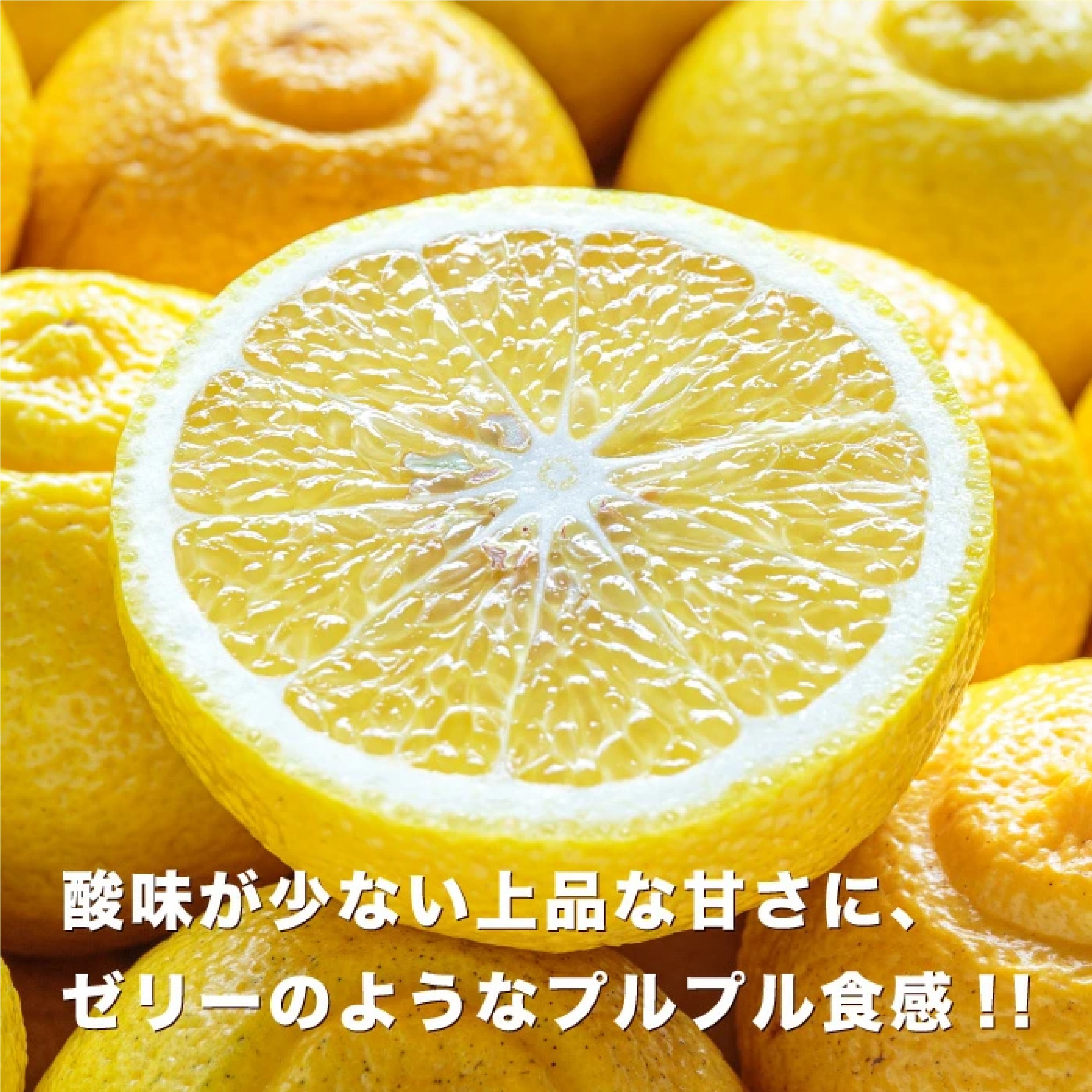 愛媛西宇和産 はるか お試し3キロ