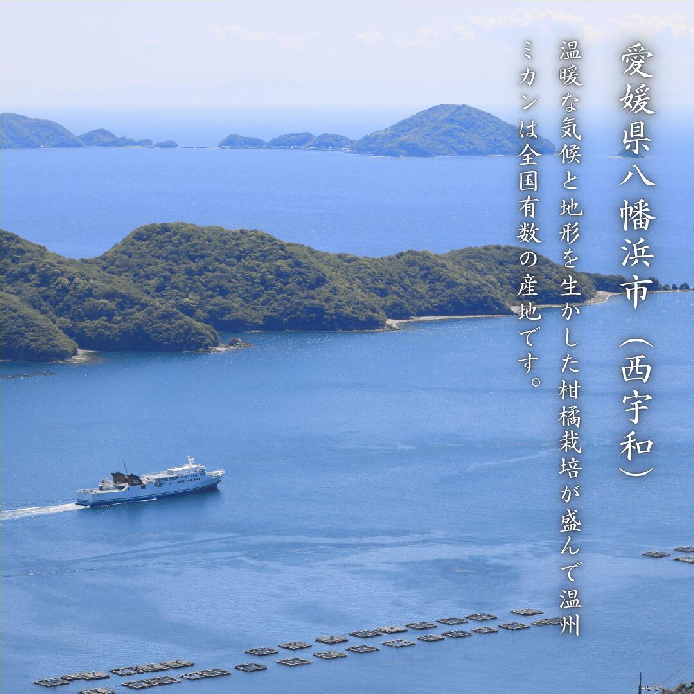 愛媛西宇和産 はるか お試し3キロ