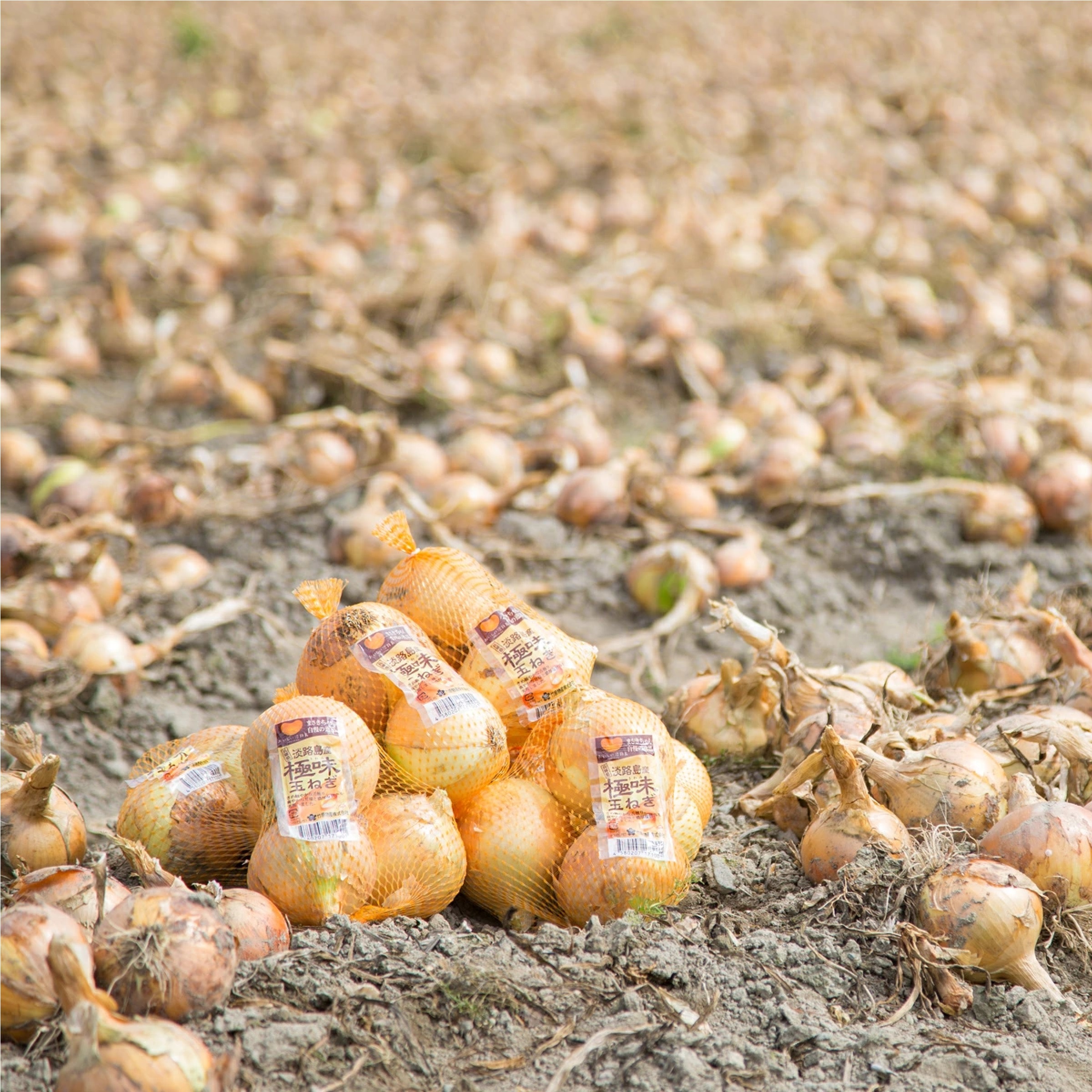 淡路島の極味玉ねぎ3kg