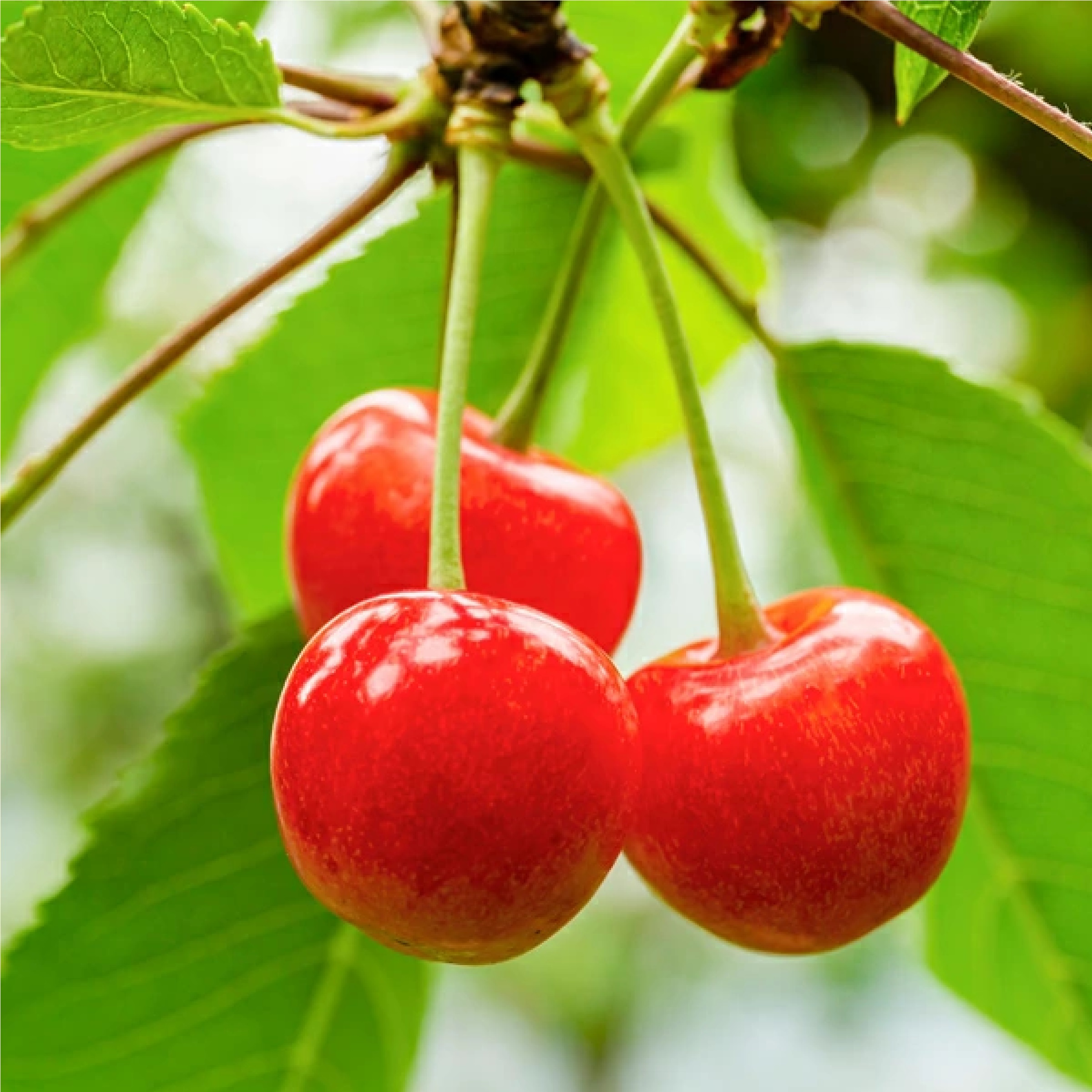 山形県産 さくらんぼ 佐藤錦 Lサイズ　※６月下旬頃出荷