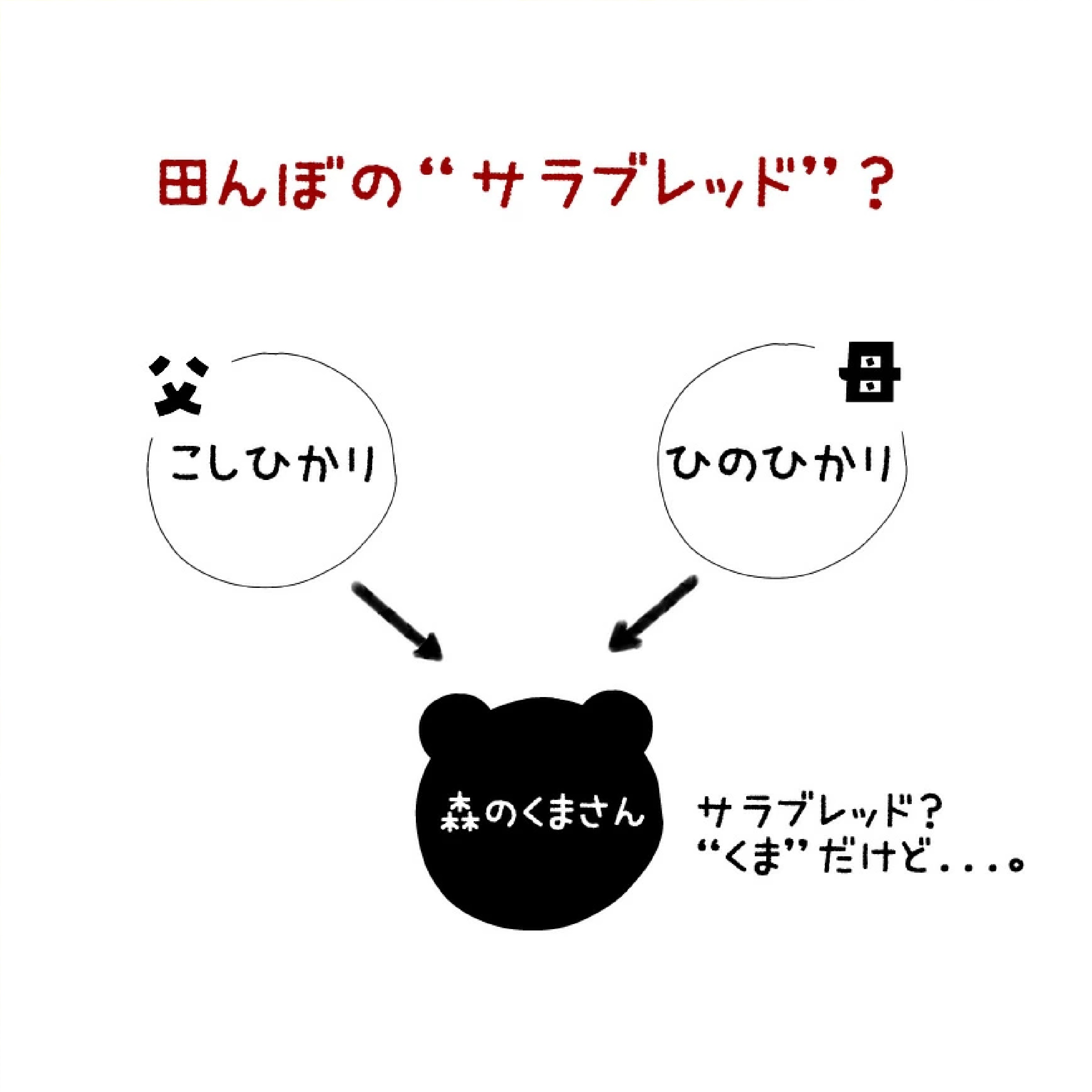 令和7年熊本県産 森のくまさん [特A米]  