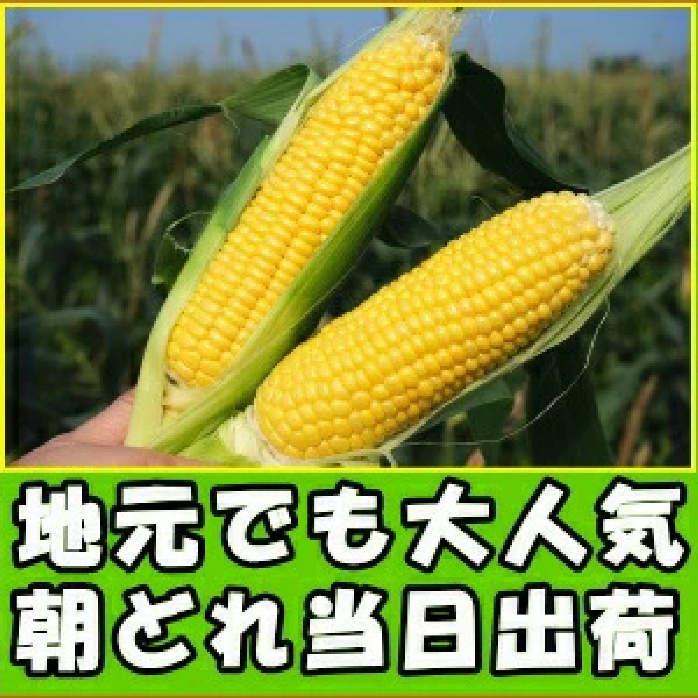 長崎産 松本農園 生トウモロコシ 3L〜L 4-5本