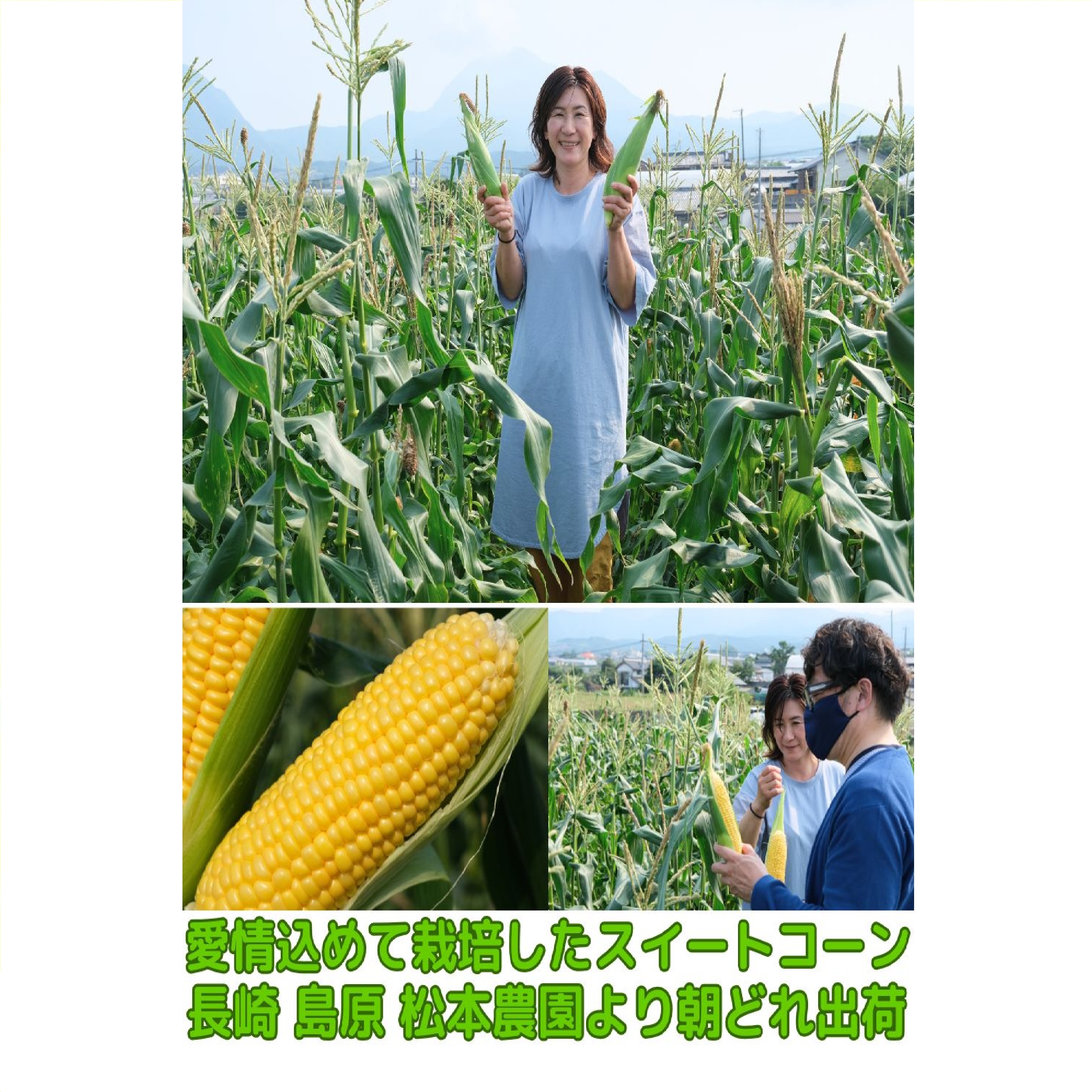 長崎産 松本農園 生トウモロコシ 3L〜L 4-5本