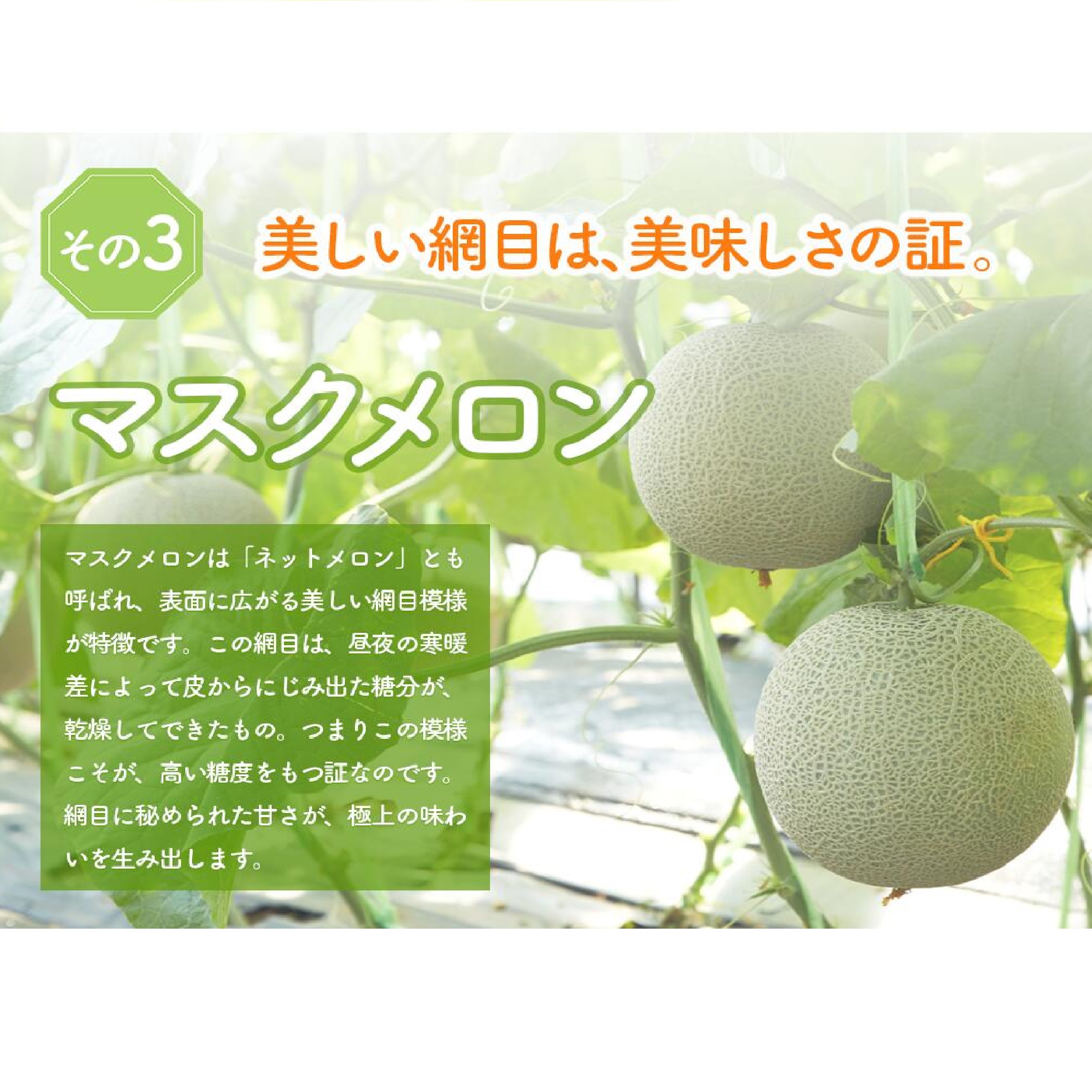 ふらのメロン 秀品2Lサイズ 1玉 ※５月下旬以降発送